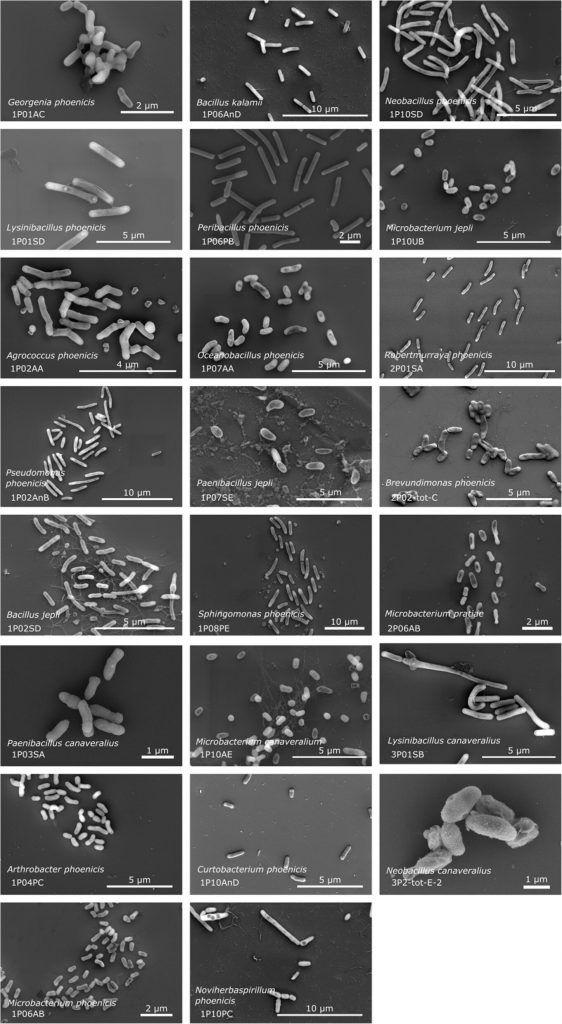 Найденные бактерии под микроскопом. Фото: Júnia Schultz et al., Microbiome Найденные бактерии под микроскопом. Фото: Júnia Schultz et al., Microbiome