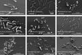 Найденные бактерии под микроскопом. Фото: Júnia Schultz et al., Microbiome