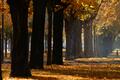 Golden and rusty leaves colour the autumn in a public garden in Troyes