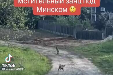 Заяц и собака. Май 2025 года, Минский район. Скриншот видео