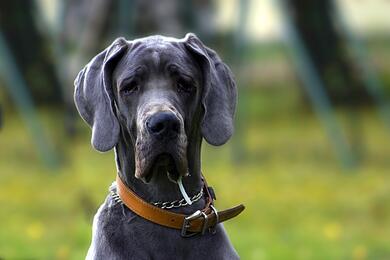 Собака породы дог. Фото: Jan Steiner, Pixabay.com