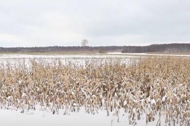 Заснеженное кукурузное поле. Декабрь 2023 года, Крупский район. Скриншот видео "Беларусь 1"