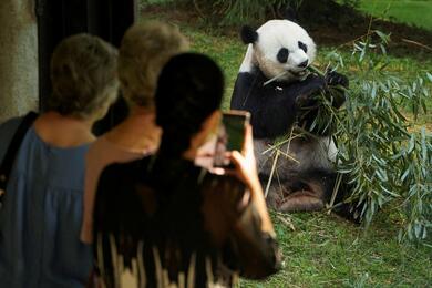 Посетители фотографируют гигантскую панду Мэй Сян, поедающую бамбук в Национальном зоопарке Смитсоновского института в Вашингтоне, США, 21 мая 2021 года. Фото: Reuters