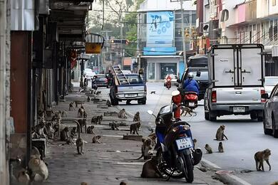 Обезьяны на улицах Лопбури в Таиланде. Фото из телеграм-канала RTVI