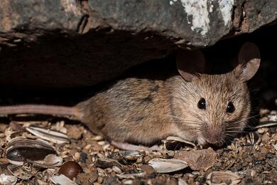 Домовая мышь. Фото: Flickr / Ignacio Ferre Perez