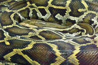 Сетчатый питон (Python reticulatus). Фото: Wikimedia Commons