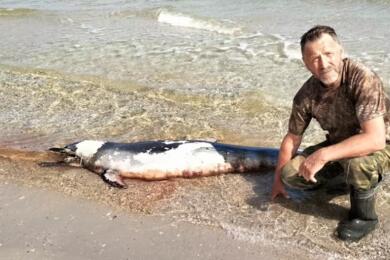 Руководитель исследований Иван Русев продолжает находить новых мертвых дельфинов на береговой линии Национального парка Тузлы на юго-западе Украины. Фото предоставлено собеседником