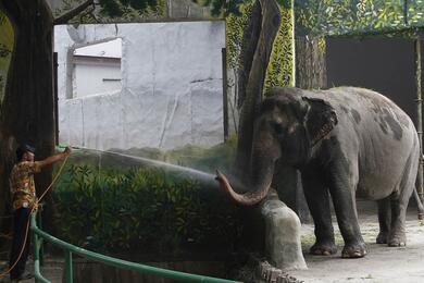 Слониха Мали в зоопарке Манилы в 2013 году. Фото: Reuters
