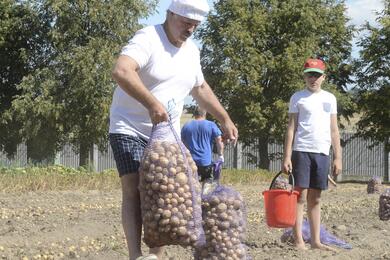 Александр Лукашенко и его сын Николай собирают картофель в поле около резиденции "Дрозды" под Минском, Беларусь, 16 августа 2015 года. Фото: Reuters