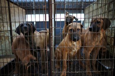 Собаки в клетках на ферме в Хвасоне, Южная Корея, 21 ноября 2023 года. Фото: Reuters
