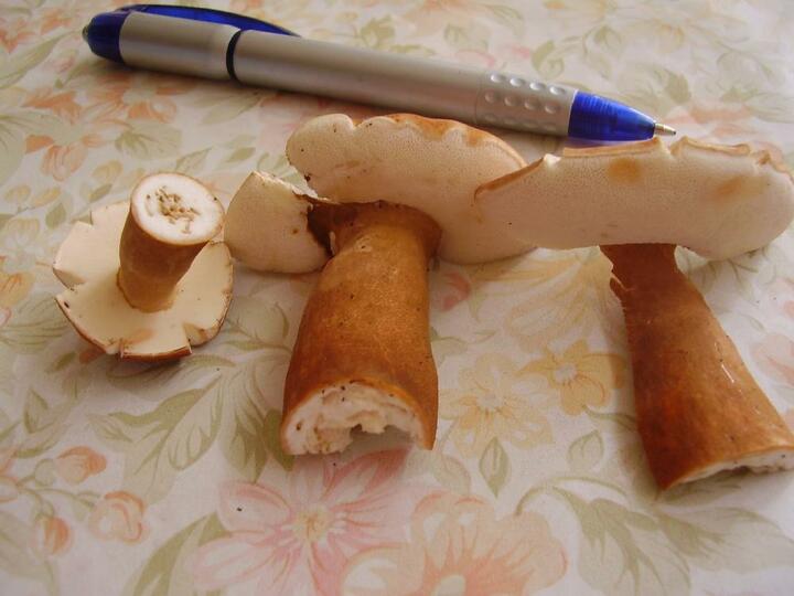Каштановый гриб, каштановик (Gyroporus castaneus (Bull.) Quél.). Фото: commons.wikimedia.org, CC ASA 3.0 Каштановый гриб, каштановик (Gyroporus castaneus (Bull.) Quél.). Фото: commons.wikimedia.org, CC ASA 3.0