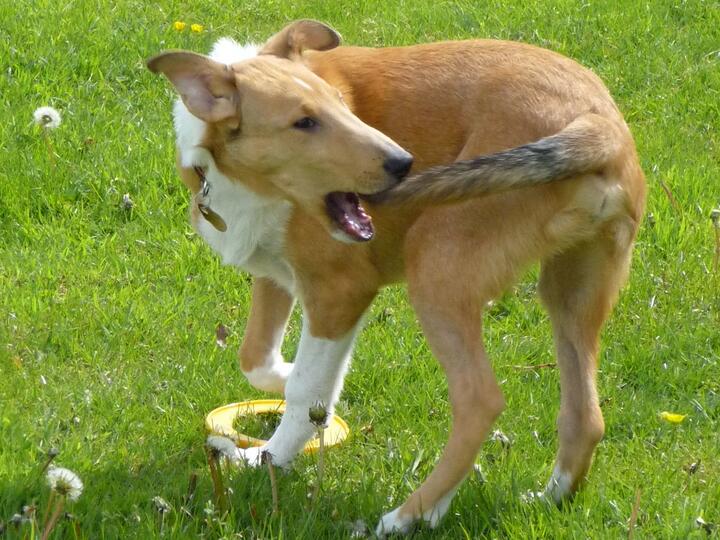 Собака породы короткошерстный колли кусает хвост. Фото: Lil Shepherd, Flickr