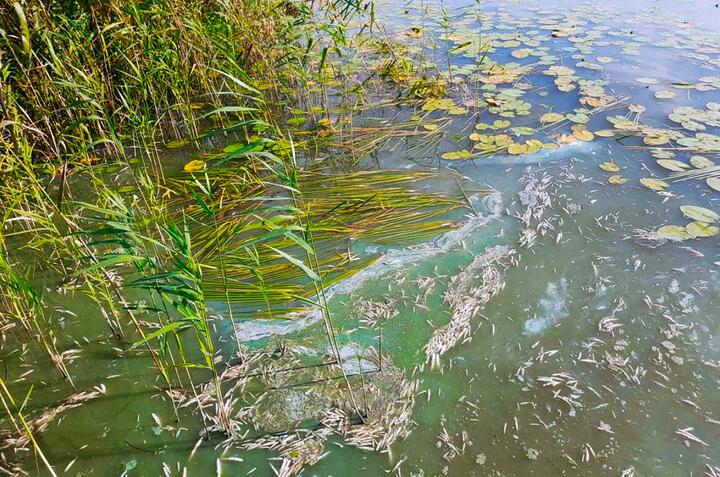Часть погибшей рыбы в Хотинском озере. Фото: "Народныя навіны Віцебска"